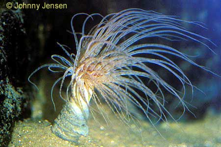 Tube Anemone, Cerianthus membranaceus