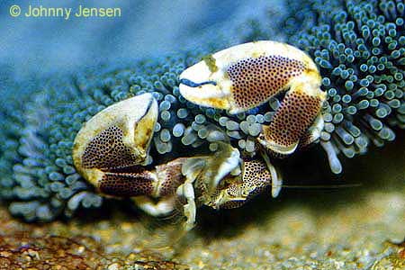 Porcelain Crab, Neopetrolisthes ohshimai