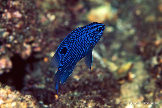 Acapulco Gregory juvenile, Stegastes acapulcoensis
