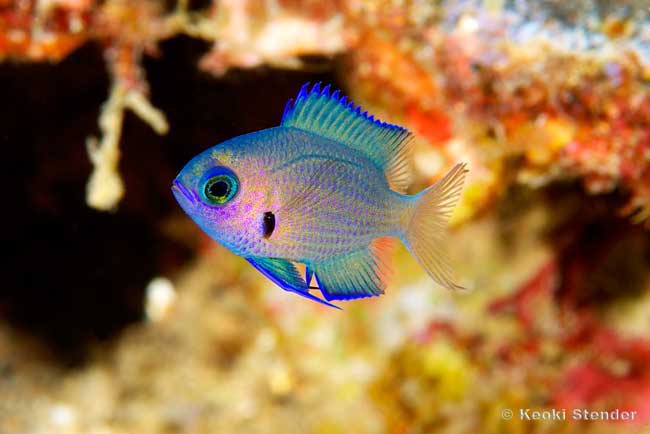 Agile Chromis juvenile, Chromis agilis