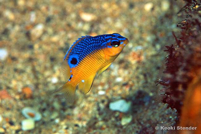 Beaubrummel Gregory juvenile, Stegastes flavilatus