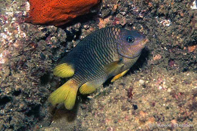 Beaubrummel Gregory, Stegastes flavilatus