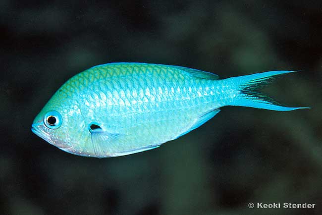 Blackspot Chromis, Chromis atripectoralis