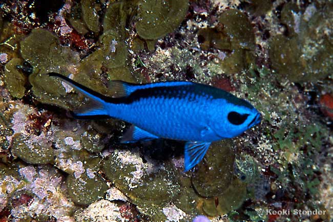 Blue Chromis, Chromis chromis