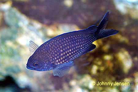 Blue Chromis, Chromis chromis