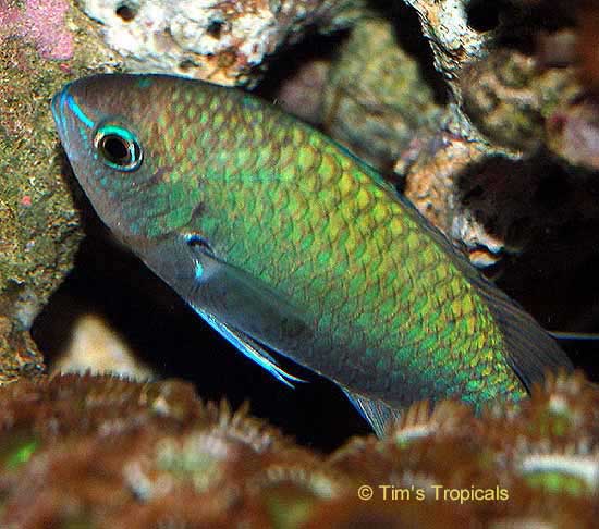 Blue Green Chromis, Chromis viridis