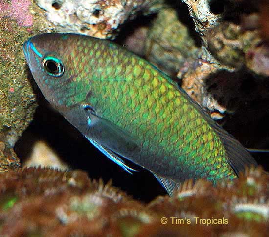 Blue Green Chromis, Chromis viridis