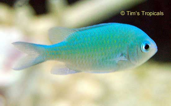 Blue Green Chromis, Chromis viridis