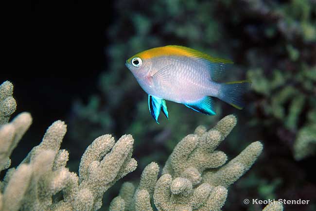 Bowtie Damselfish juvenile, Neoglyphidodon melas