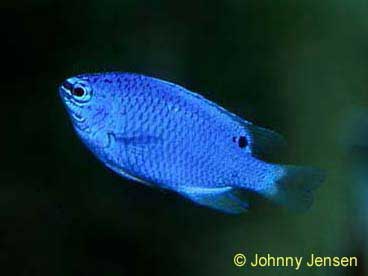 Caerulean Damsel, Pomacentrus caeruleus