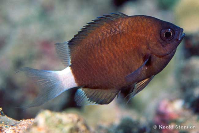 Chocolate-dip Chromis, Chromis hanui