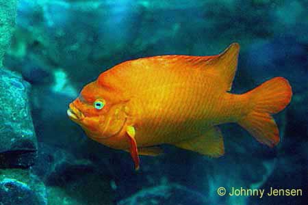 Garibaldi Damsel, Hypsypops rubicundus