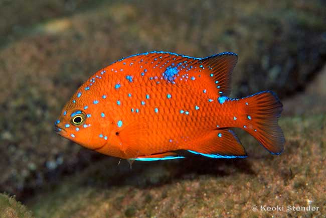 Garibaldi Damsel juvenile, Hypsypops rubicundus