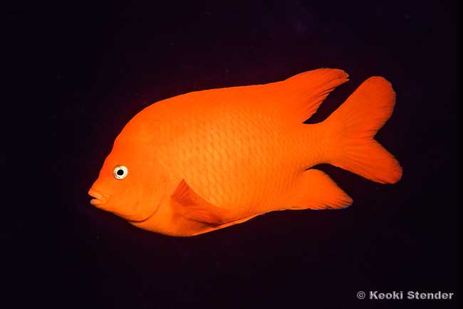 Garibaldi Damsel, Hypsypops rubicundus