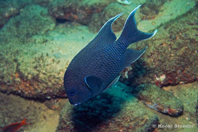 Giant Damselfish, Microspathodon dorsalis