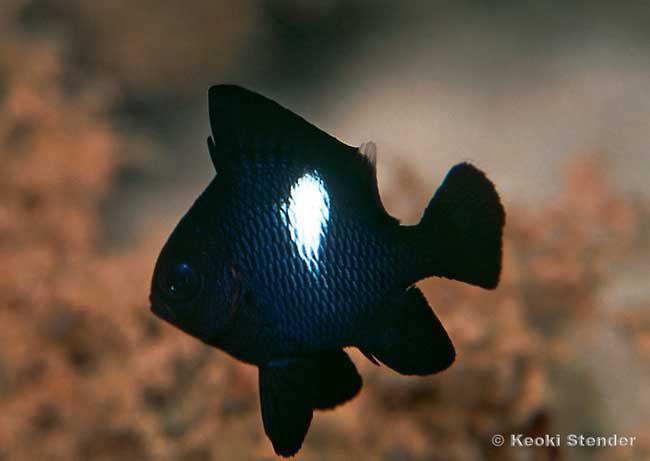 Hawaiian Dascyllus juvenile, dascyllus albisella