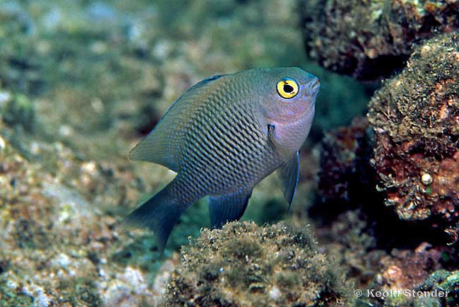 Hawaiian Gregory juvenile, Stegastes marginatus