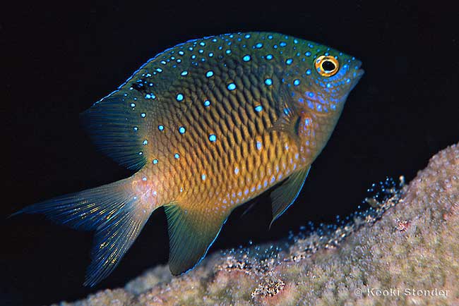 Jewel Damselfish juvenile, Plectroglyphidodon lacrymatus