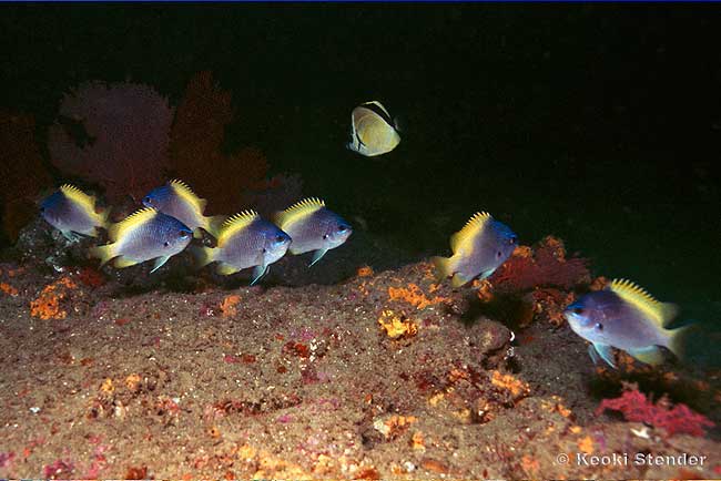 Limbaugh's Chromis, Chromis limbaughi