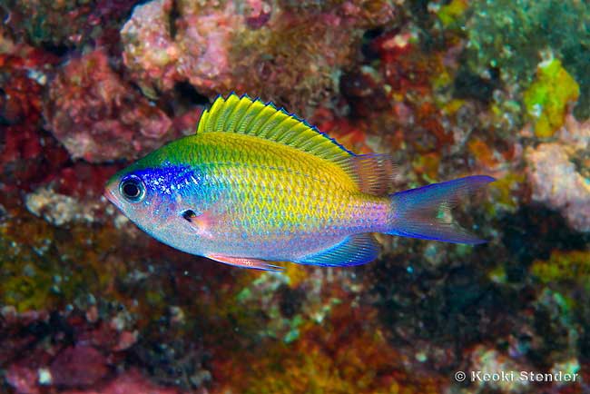 Oval Chromis juvenile, Chromis ovalis