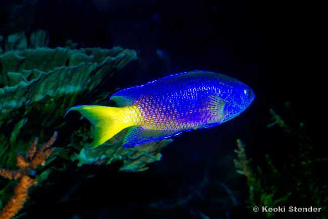 Similar Damsel, Pomacentrus similis