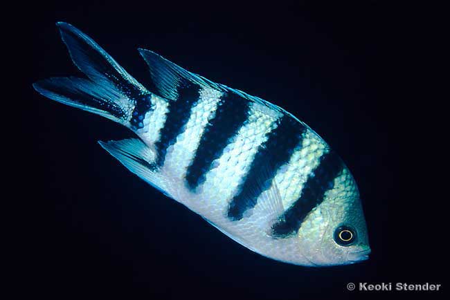 Six-bar Sergeant, Abudefduf sexfasciatus