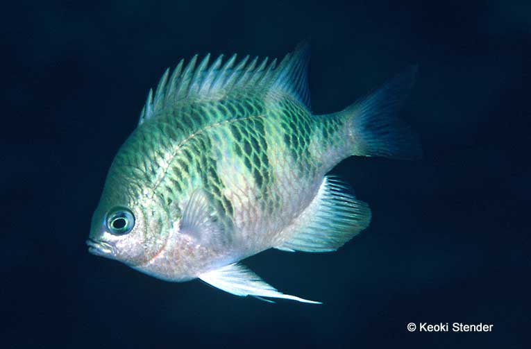 Staghorn Damselfish, Amblyglyphidodon curacao