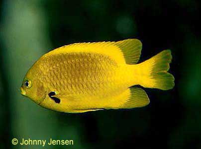 Sulphur Damsel, Pomacentrus sulfureus