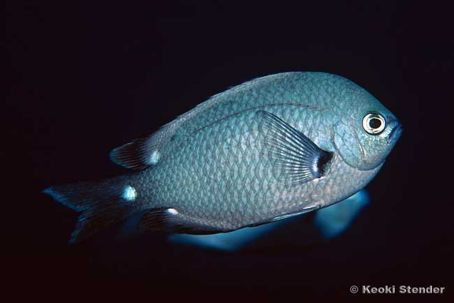 Three-spot Chromis, Chromis verater