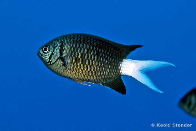 Variable Chromis, Chromis xanthura