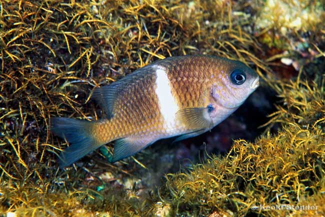 Whitebar Damselfish, Plectroglyphidodon leucozonus