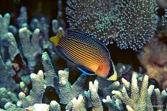 Splendid Dottyback, Pseudochromis splendens