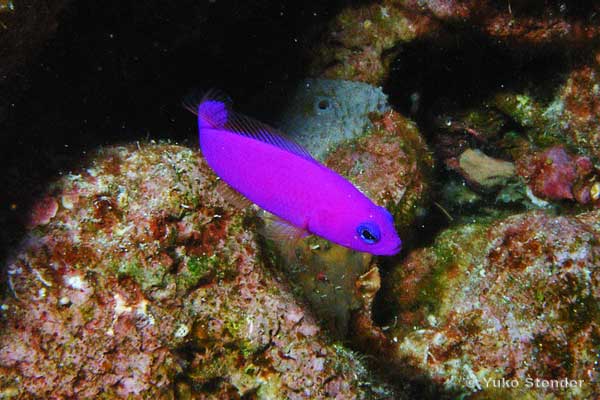 Strawberry Dottyback, Pictichromis porphyrea
