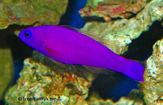 Strawberry Dottyback, Pictichromis porphyrea