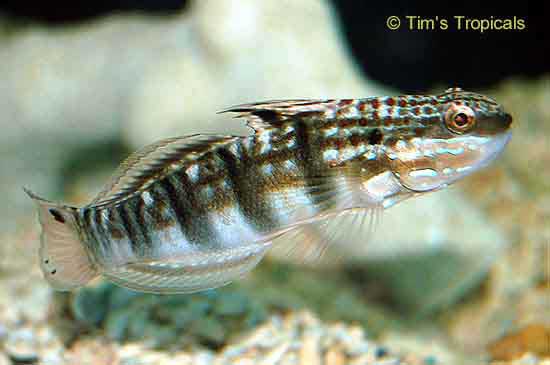 Banded Goby, Amblygobius phalaena