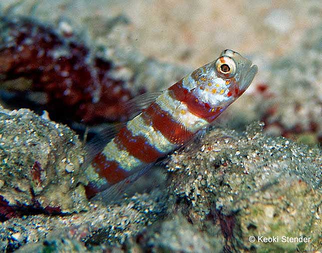 Barred Shrimpgoby, Amblyeleotris fasciata