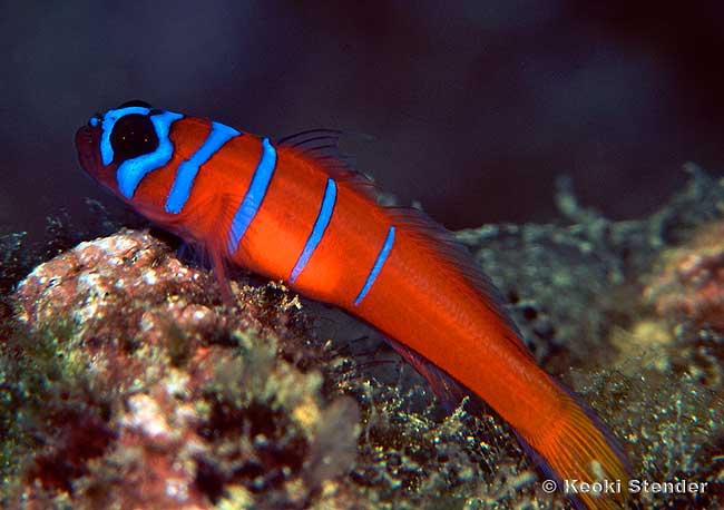 Bluebanded Goby, Lythrypnus dalli
