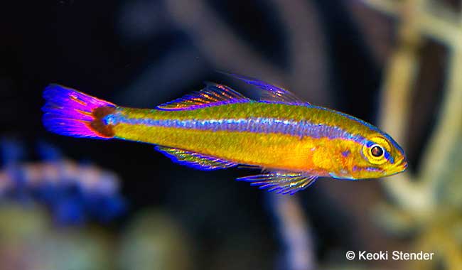 Bluestripe DwarfGoby, Trimma tevagae