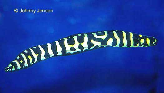 Engineer Goby, Pholidichthys leucotaenia