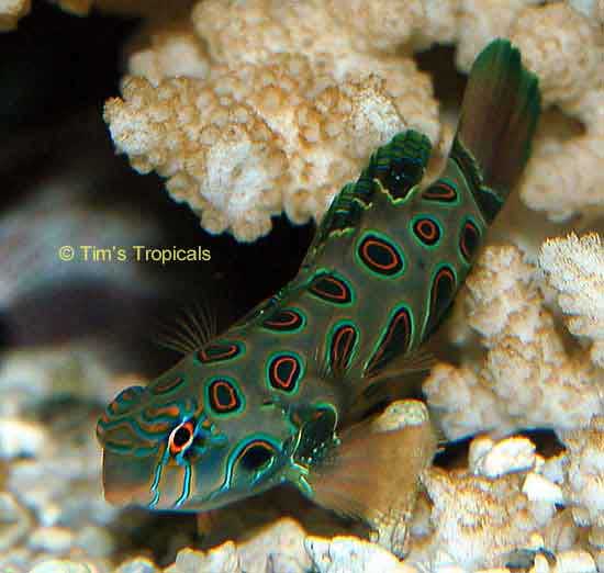 Mandarin Goby, Synchiropus picturatus