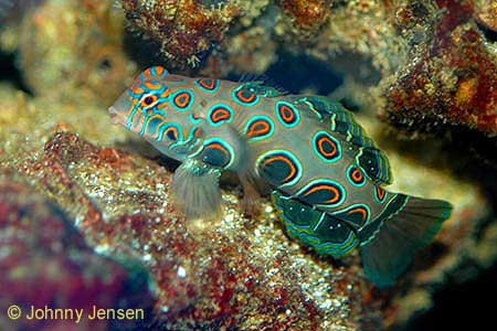 Mandarin Goby, Synchiropus picturatus