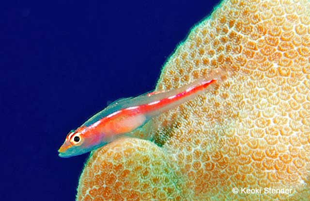 Michel's Ghost Goby, Pleurosicya micheli