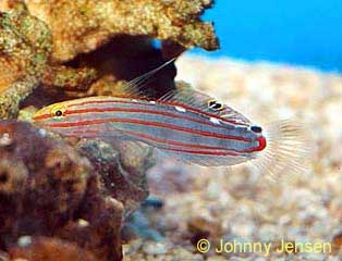 Old Glory Goby, Amblygobius rainfordi