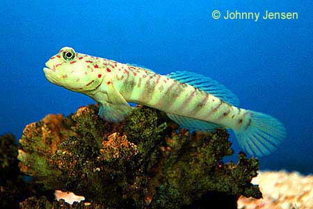 Pink Spotted Shrimp Goby, Cryptocentrus leptocephalus