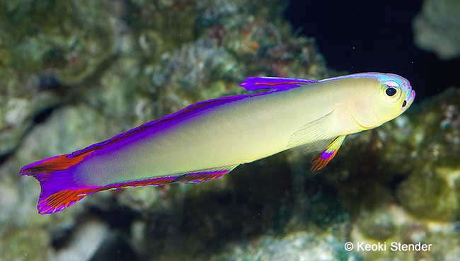 Purple Firefish, Nemateleotris decora
