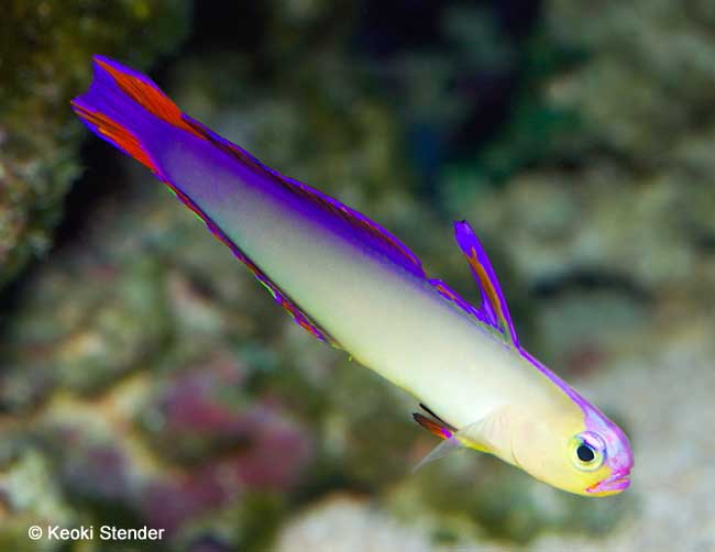 Purple Firefish, Nemateleotris decora
