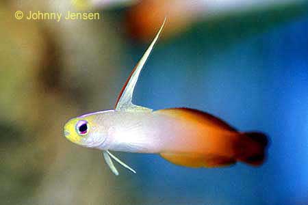 Red Fire Goby, Nemateleotris magnifica