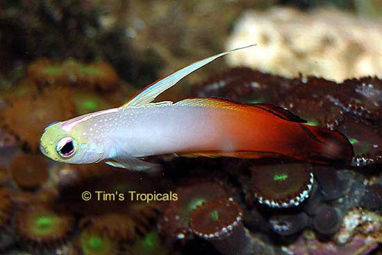 Red Fire Goby, Nemateleotris magnifica