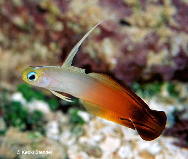 Red Firefish, Nemateleotris magnifica