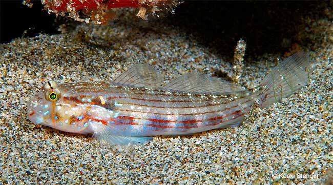 Shoulderspot Goby, Gnatholepis cauerensis